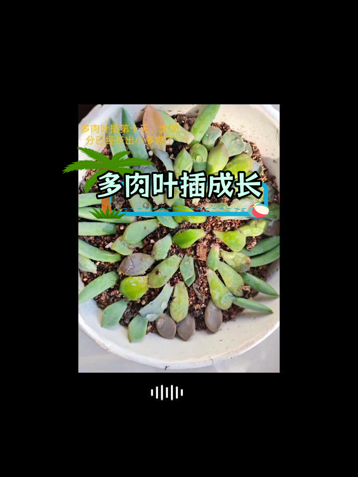 多肉叶插5个月成长记录