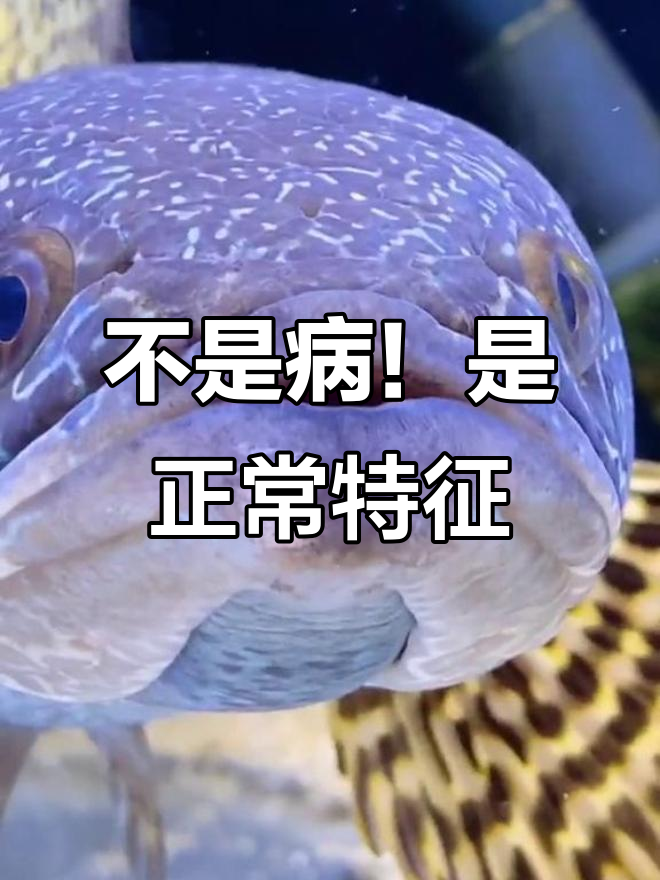 黄金眼镜蛇雷龙鱼头上的小洞,真的是“病”吗?