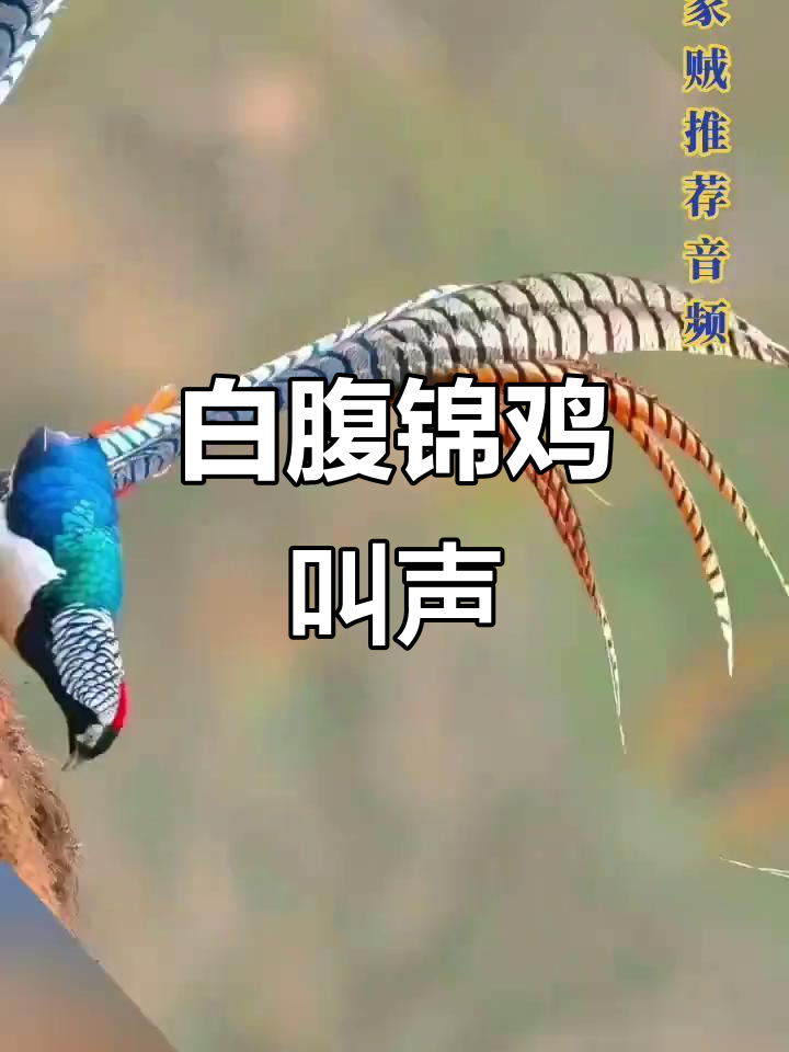 白腹锦鸡母鸟鸣叫,声音清脆悦耳