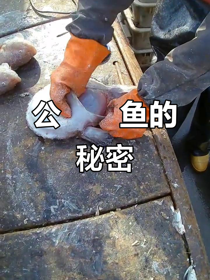 公鮟鱇鱼竟然有鱼仔?开箱盲盒大揭秘
