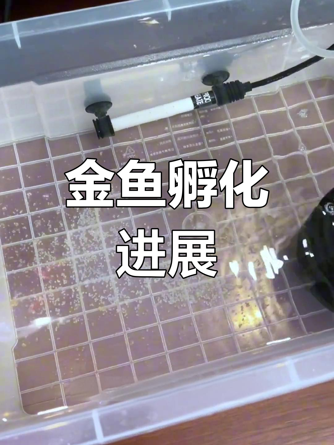 金鱼繁殖失败?看看这些卵的变化