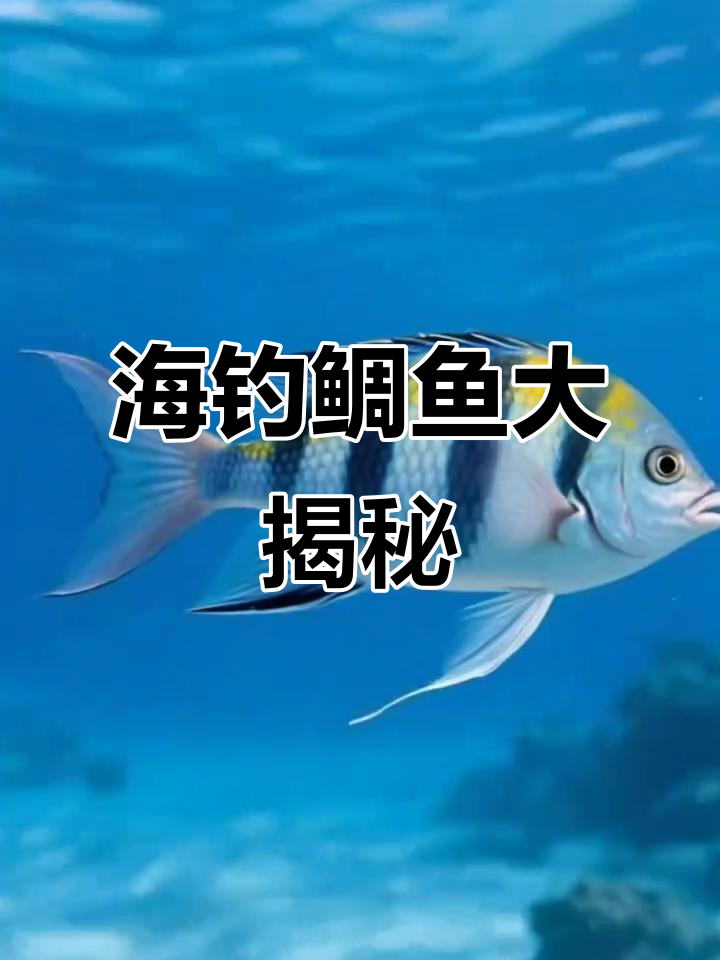 认识各种海钓鲷鱼,独特花纹和颜色让你眼花缭乱