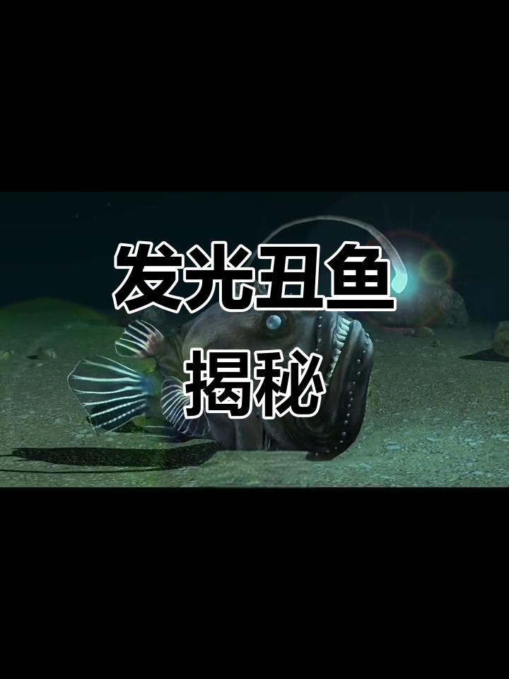 深海神秘琵琶鱼:丑陋却发光的捕食者