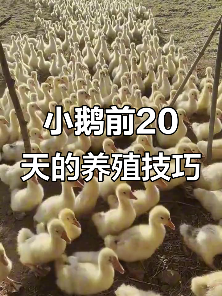 二十天小鹅成活率提升秘诀,保暖与饲料管理全攻略
