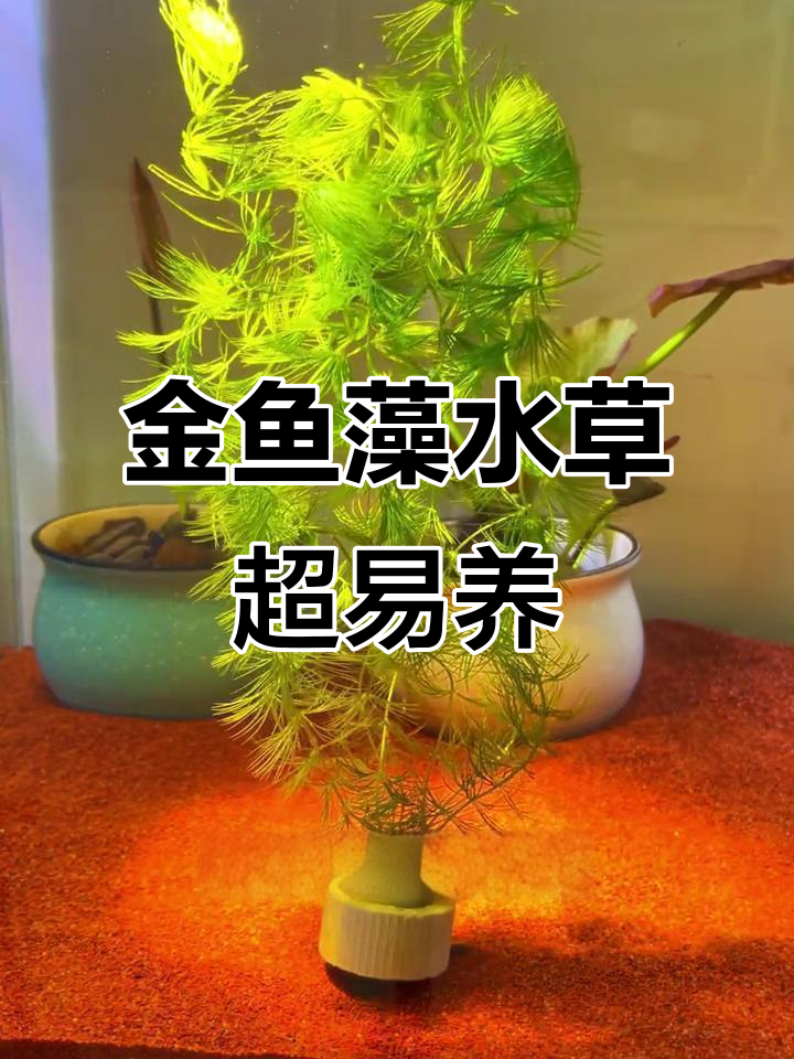 新手必养金鱼藻,轻松爆缸不费力