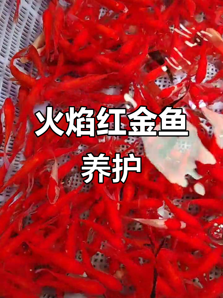 火焰红金鱼:便宜又好看,冷水鱼中的佳选