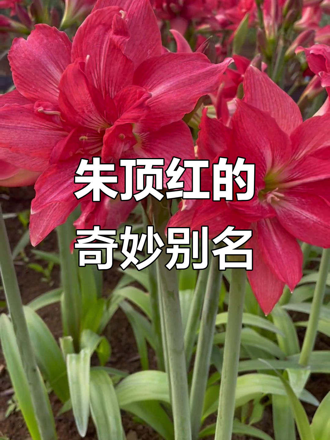 这些朱顶红品种,名字太有趣了!爱神、芭蕾舞女、北方姑娘……