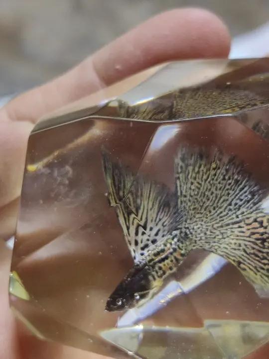 「孔雀鱼」下次看20年前的标本！