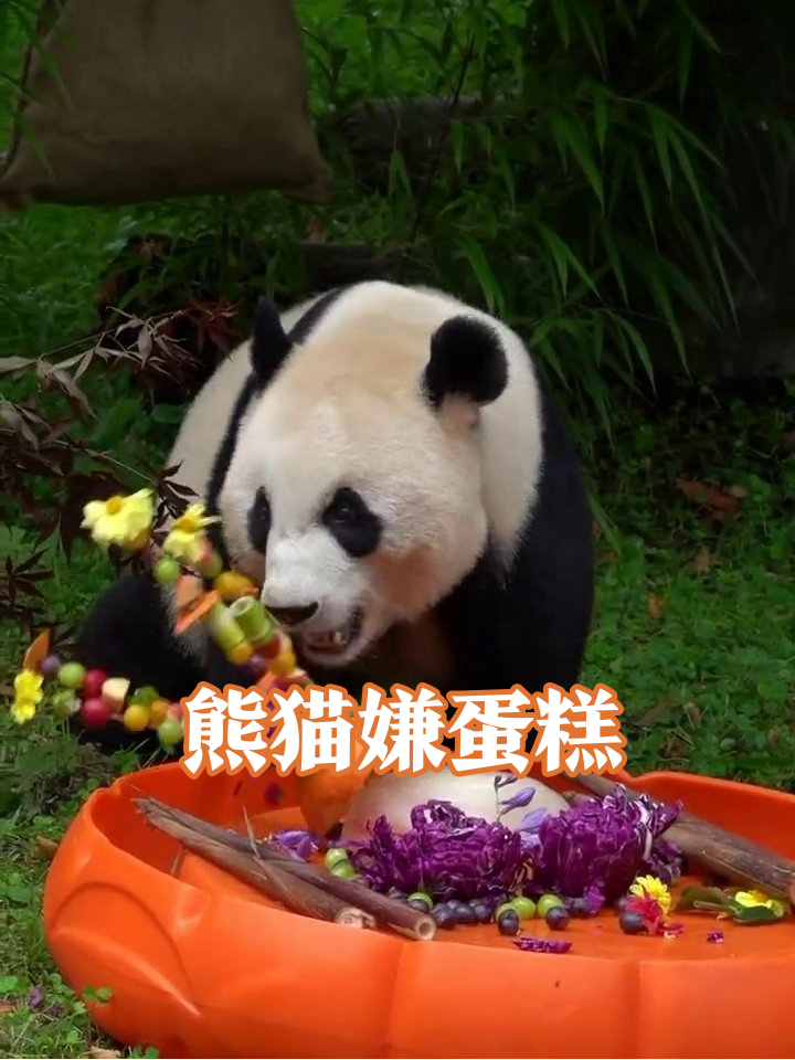 熊猫生日宴秒变嫌弃现场,转头狂炫竹子太真实