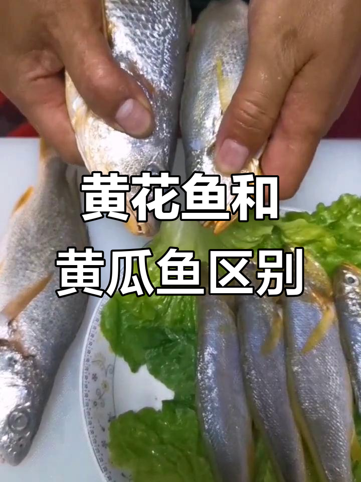 黄花鱼与黄瓜鱼的区分,嘴巴形状才是关键