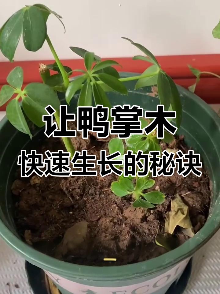 鸭掌木长得慢?这4个地方做对了,枝繁叶茂不难
