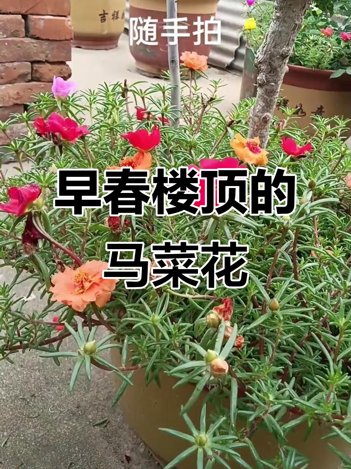 楼顶小花园里的马菜花,清晨的美好时光