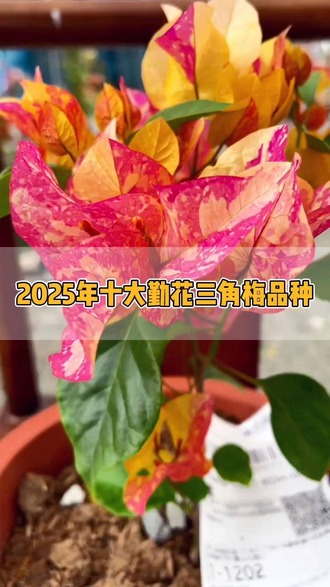 2025年十大勤花三角梅品种 三角梅