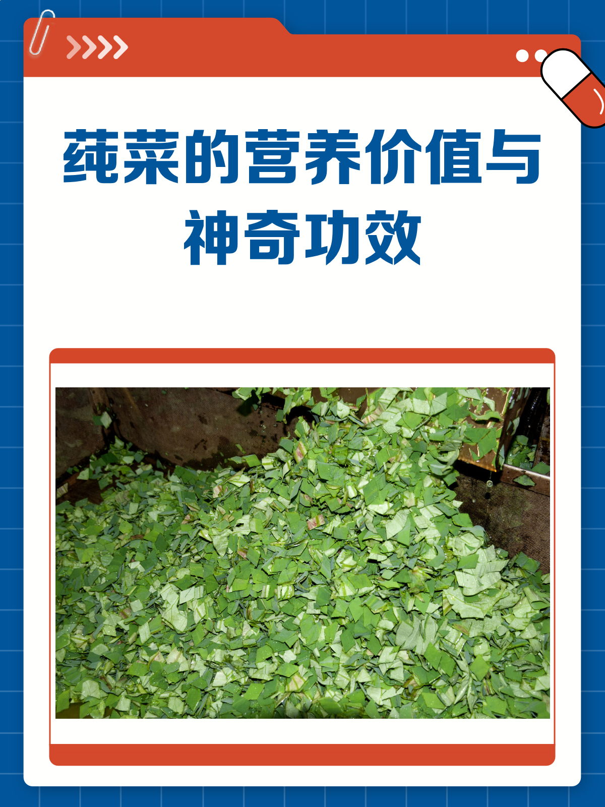 莼菜居然这么有用！营养价值与功效全揭秘