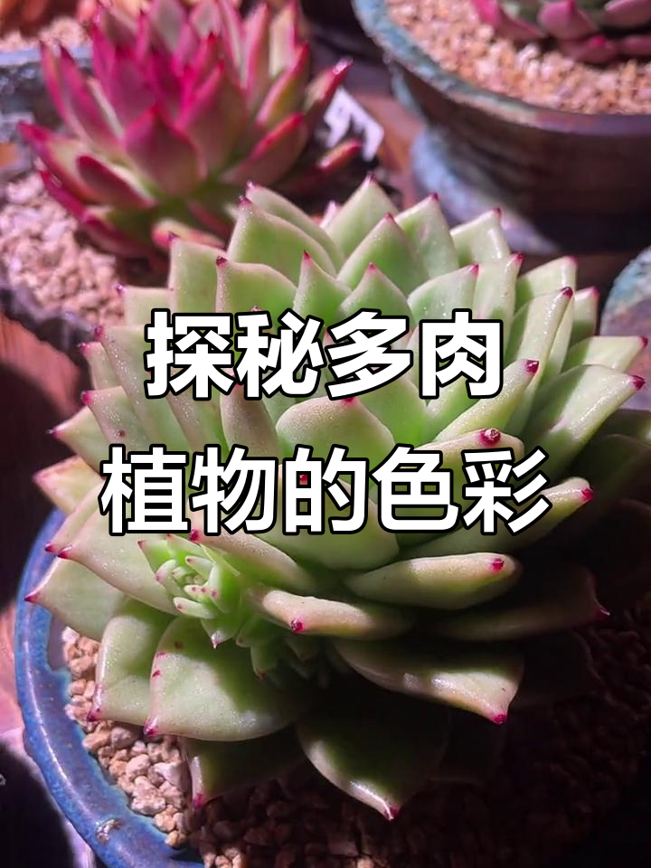 多肉植物色彩大揭秘:红、绿、紫红,各种颜色一网打尽