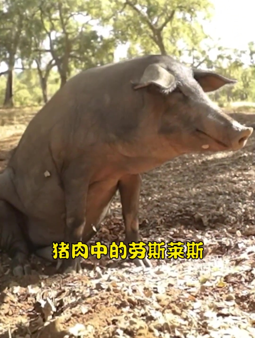 用伊比利亚黑毛猪做的杭州东坡肉