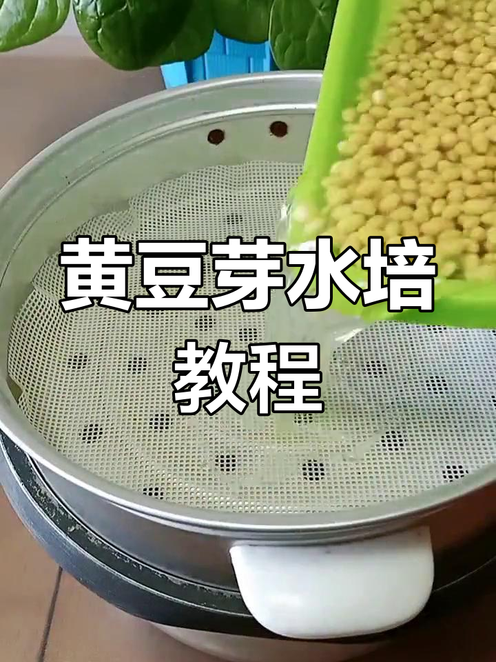 用蒸饭锅种黄豆芽,简单又高效!