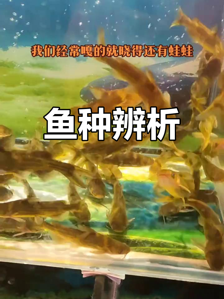 三角峰与黄辣丁,爱吃鱼的你能分得清吗?