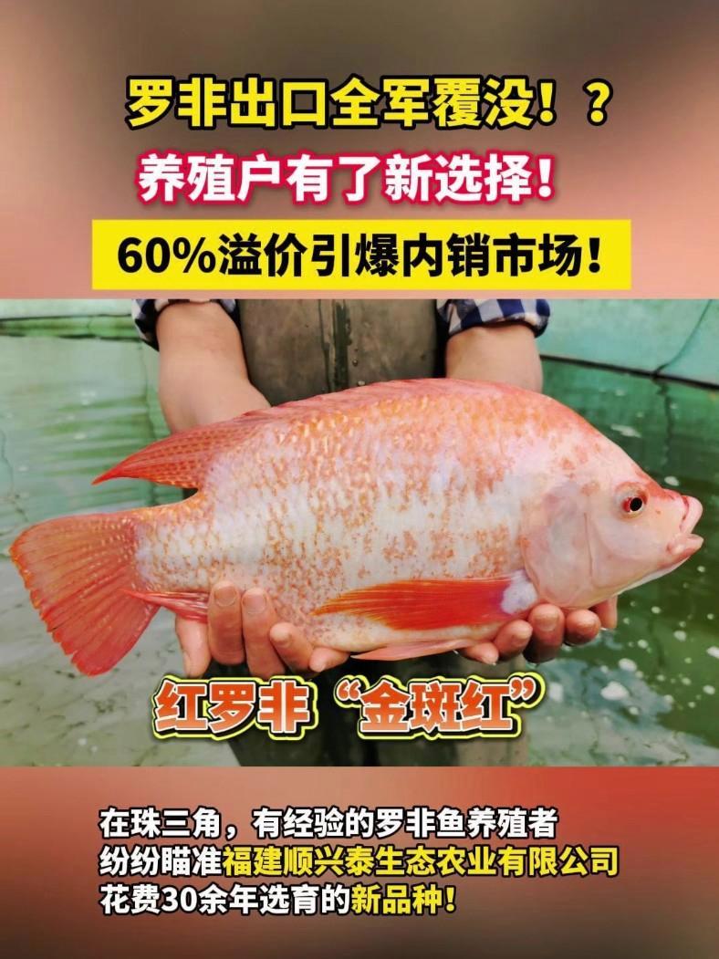 罗非出口全军覆没!?养殖户有了新选择!红罗非“金斑红”比普通罗非鱼溢价60%引爆内销市场!