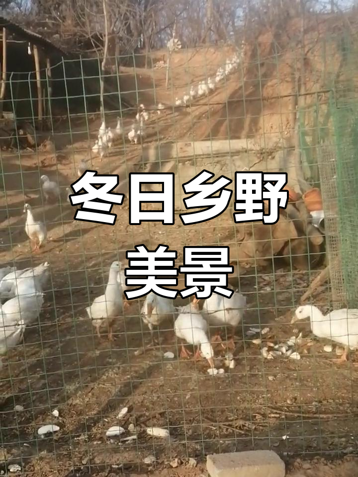冬至阳光温暖,洛宁乡村白鹅成群,景色如画