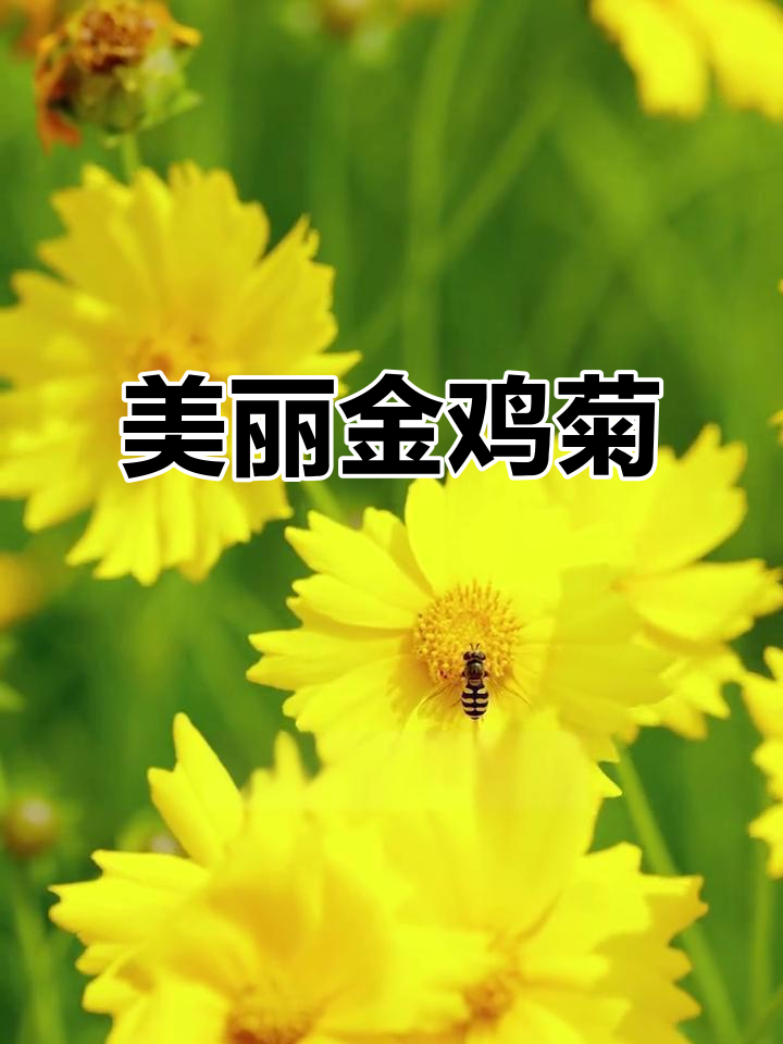 金鸡菊:夏日里的阳光之花,降糖效果惊人
