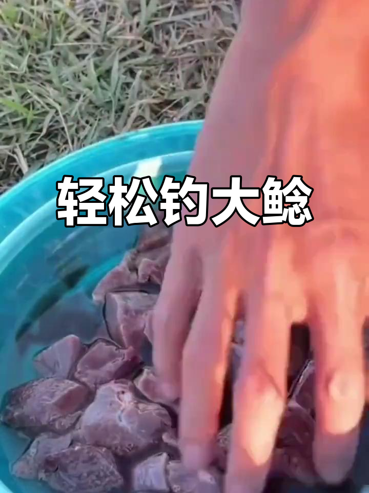 鲶鱼疯狂钓法,矶竿技巧大揭秘