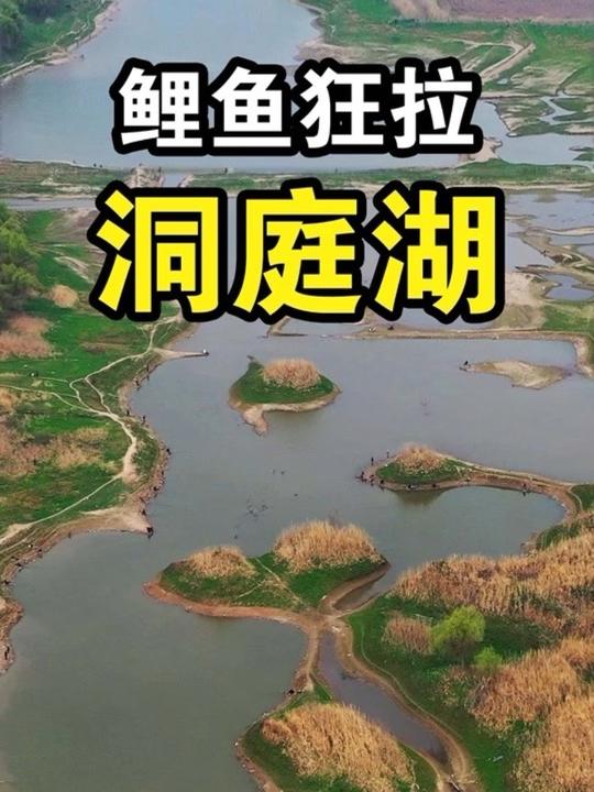 洞庭湖枯水期探钓,鱼密度大连杆不停!