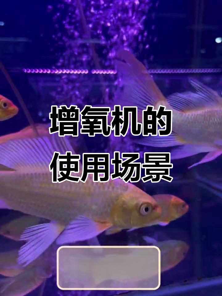 增氧机应用全解析:水产养殖、水族箱、污水处理都能用