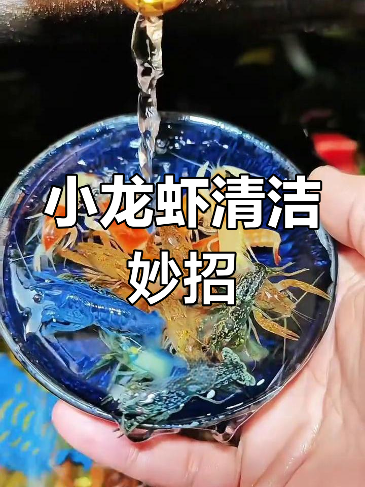 彩色小龙虾美化鱼缸,省电又省心,轻松维持水质清新!