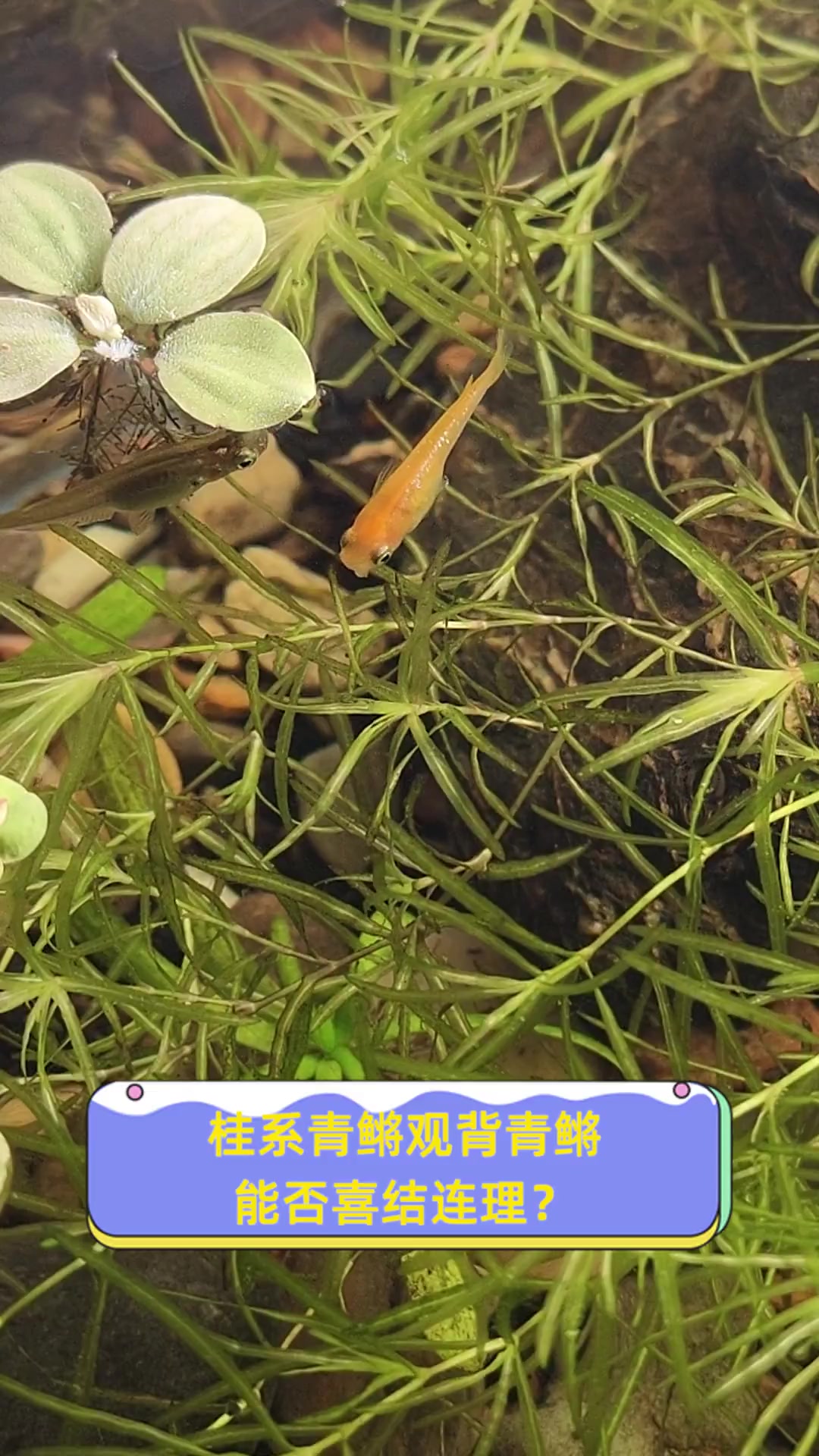 桂系青鳉观背青鳉,能否喜结连理?