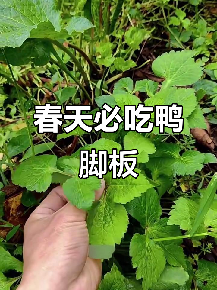 春季鸭脚板,清香又美味!你尝过吗?