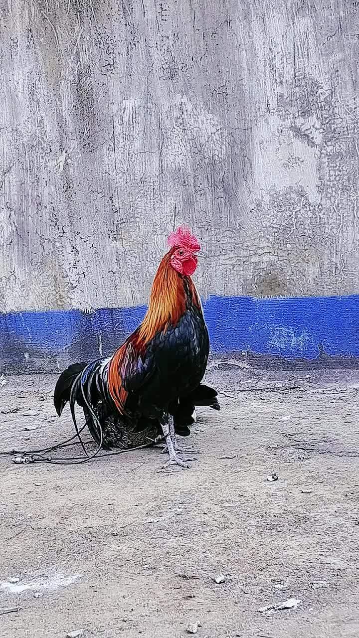 养殖 养鸡 农村散养土鸡 鸡鸭鹅养殖 茶花鸡 云南精品一代茶花鸡