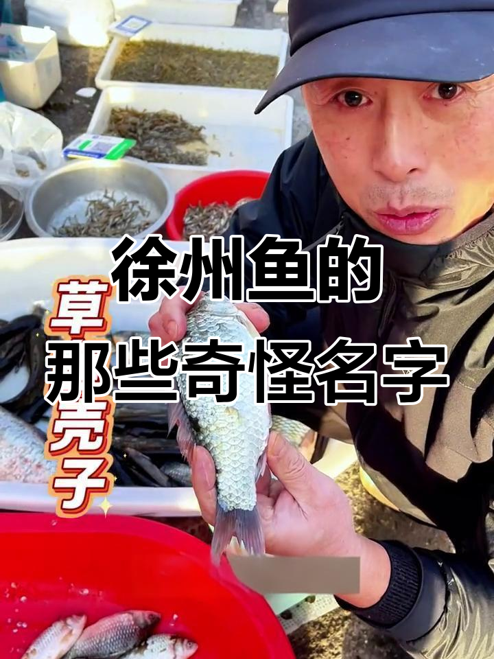 徐州淡水鱼大揭秘,这些名字你听过吗?