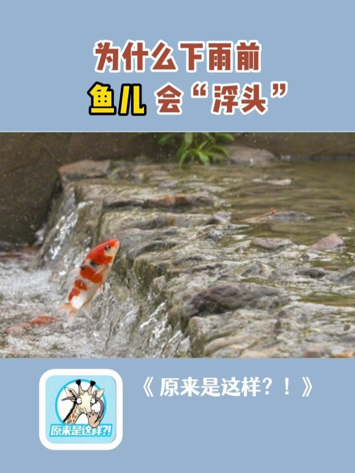 为什么下雨前鱼儿会“浮头”