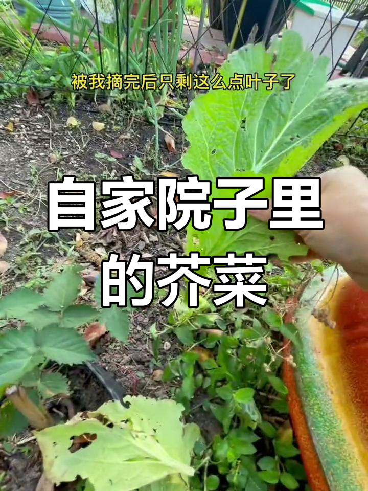 野生芥菜从夏天吃到冬天,虫子咬得只剩叶子