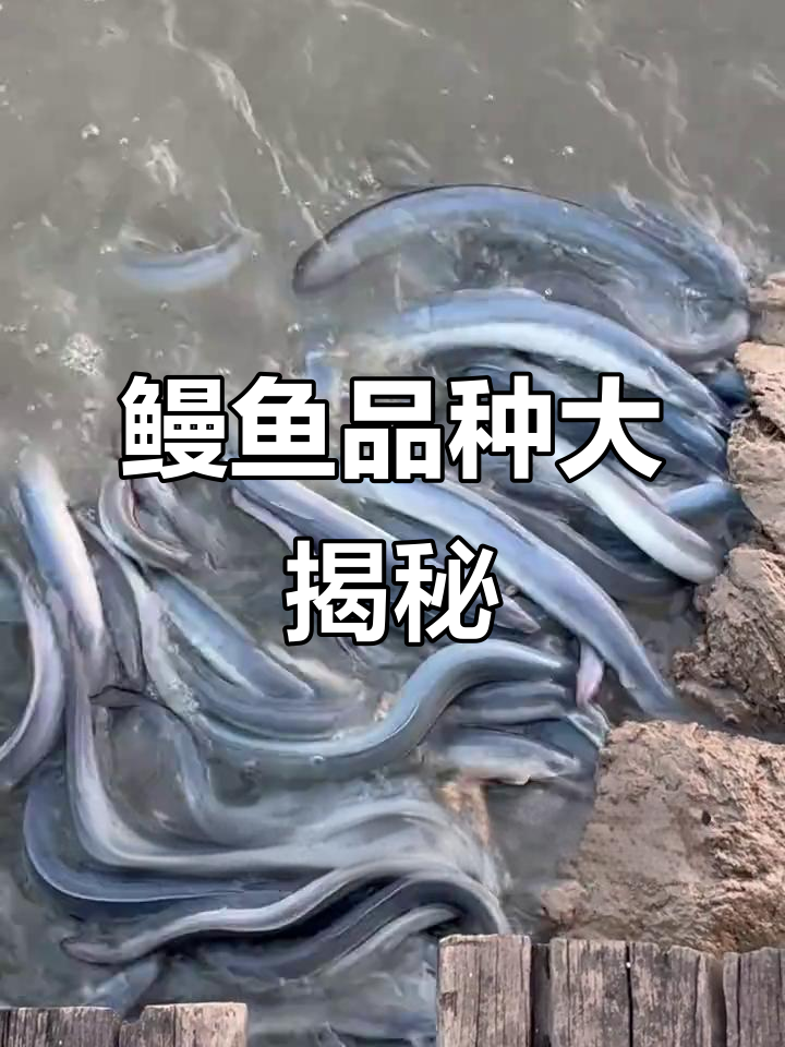 200元18条鳗鱼,其实是日本鳗,市场常混淆其他品种