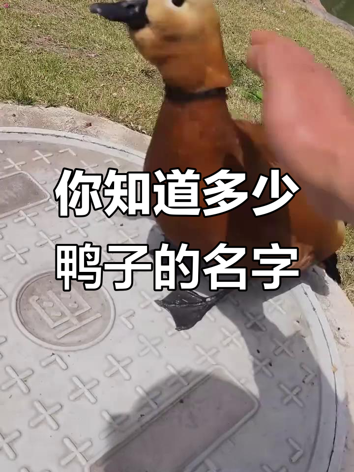 15种不同品种的鸭子,看看你认识几种?
