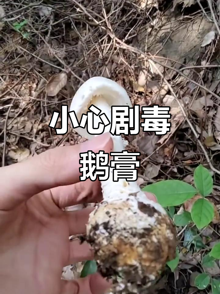 剧毒鹅膏,误食致命!