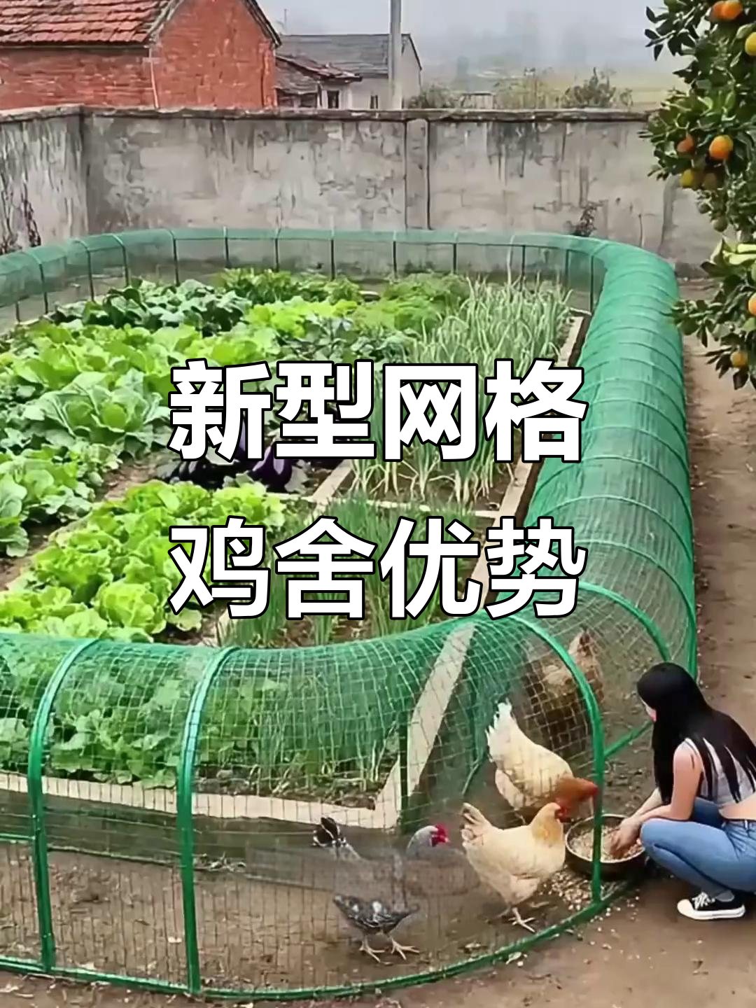 现代农村鸡舍新设计:网格通道与生态养殖的完美结合