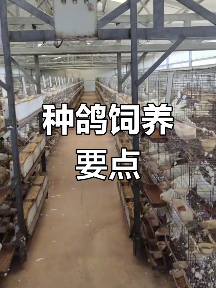 肉鸽养殖种鸽管理技巧
