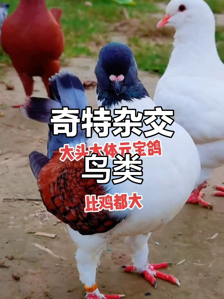 鸡鸽杂交,后代巨大五彩斑斓,玉米小麦轻松饲养