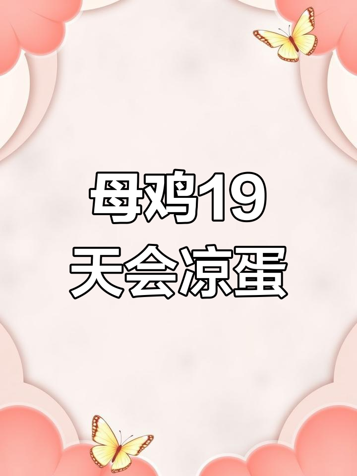 母鸡孵蛋19天,竟然懂得凉蛋技巧