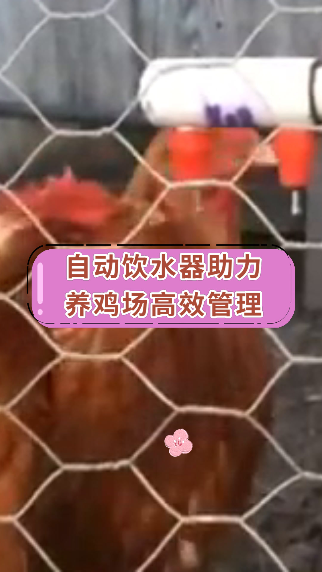 自动饮水器助力养鸡场高效管理