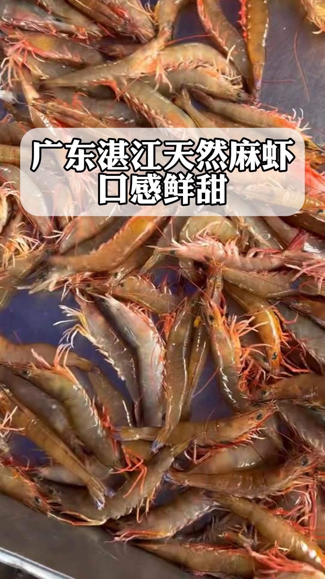 广东湛江天然麻虾,口感鲜甜!