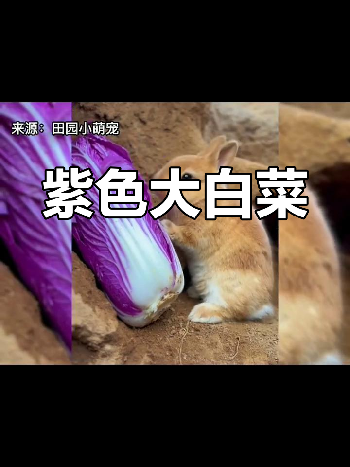 紫色大白菜,口感独特,你尝过吗?