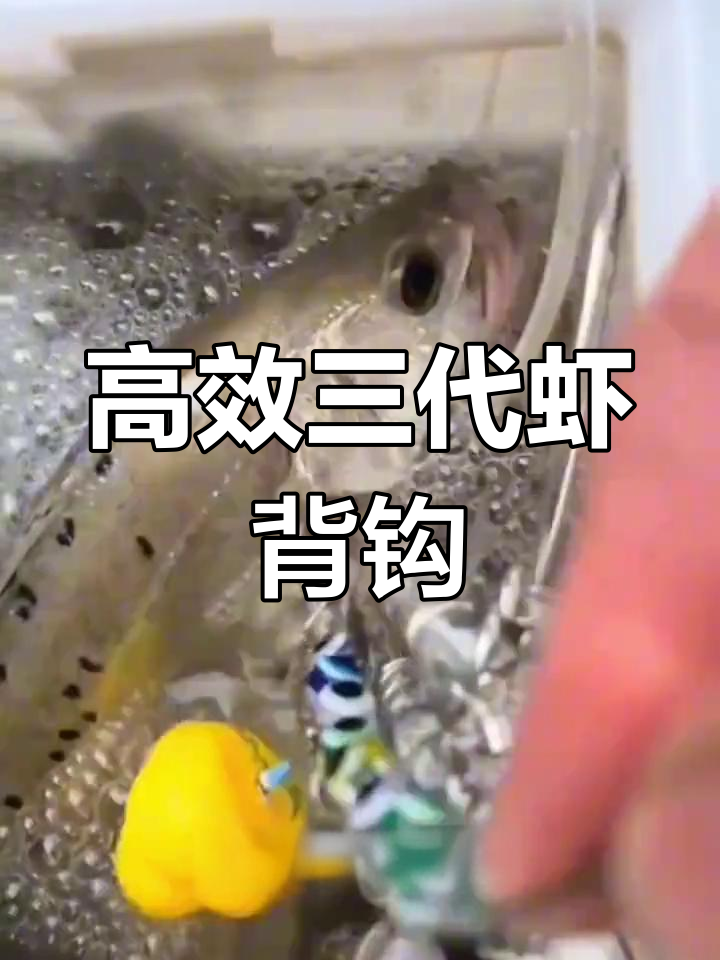 三代虾背钩,轻松钓大鱼!活虾挂钩技巧揭秘