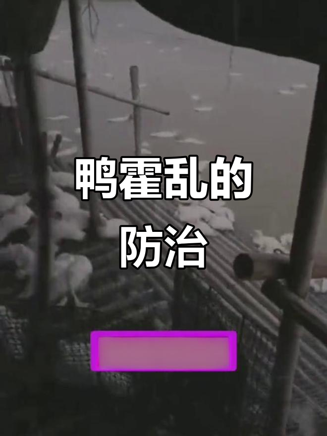 鸭霍乱:高致病性、快速传播,养殖户必知预防方法
