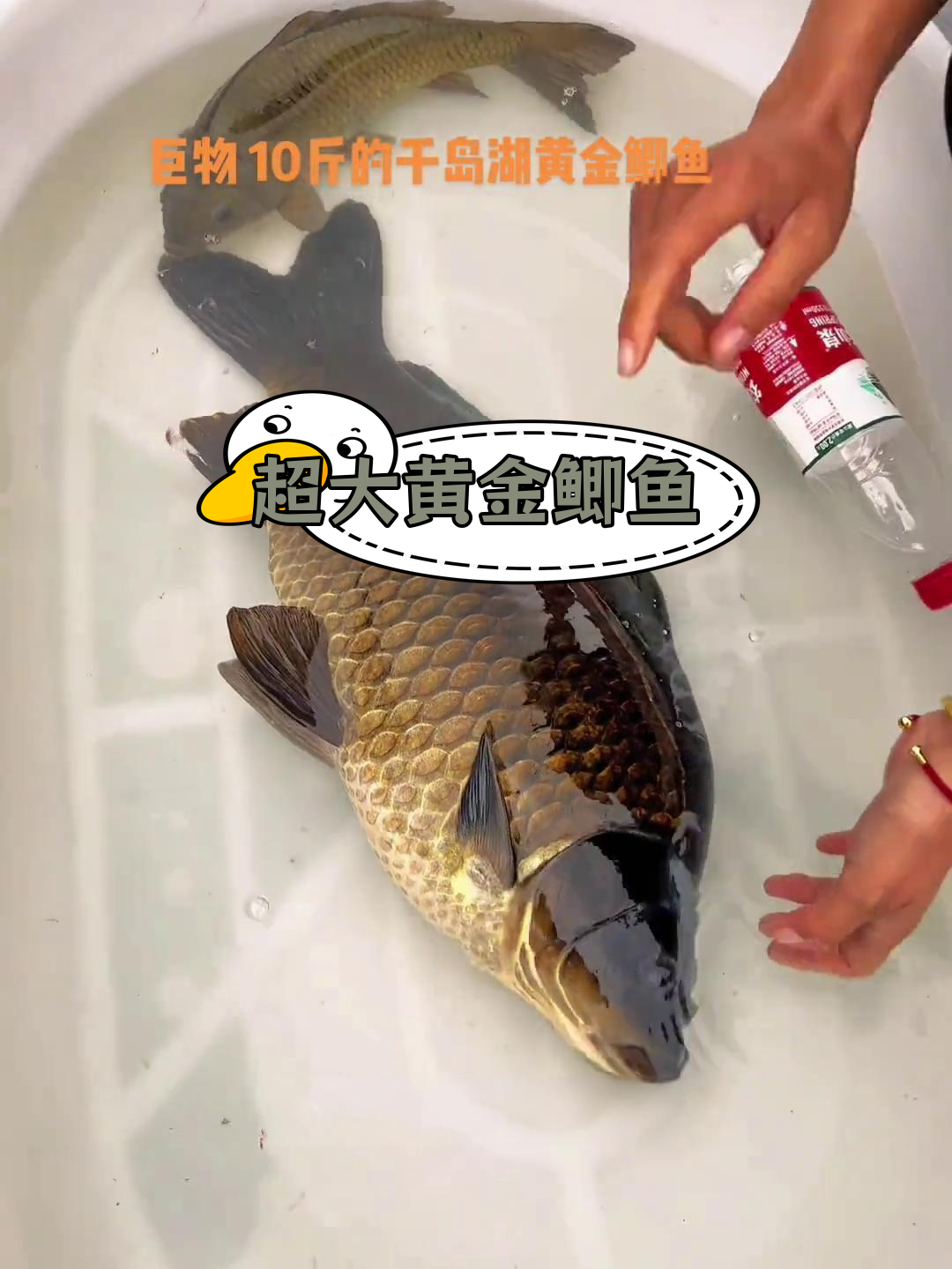 千岛湖现罕见十斤黄金鲫鱼