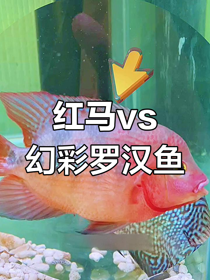 罗汉鱼激烈对战,红马与幻彩的生死较量