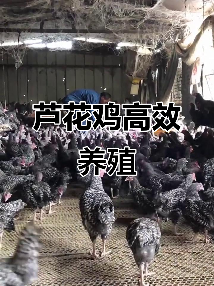 淄博芦花鸡养殖基地揭秘:土鸡之王的高效饲养方法